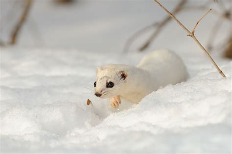 Least Weasel Facts: Animals of North America - WorldAtlas