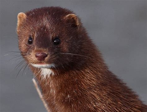 Facts About Minks That Will Blow Your Mind – Animal Encyclopedia