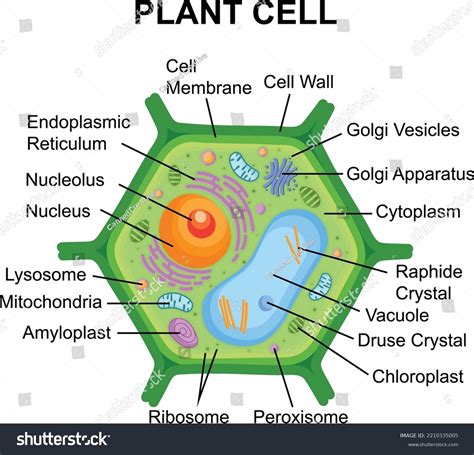 Labeled Plant Cell Diagram