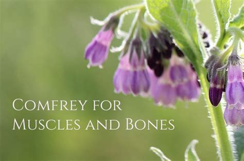 Comfrey uses for Muscles and Bones - Healthy Hildegard