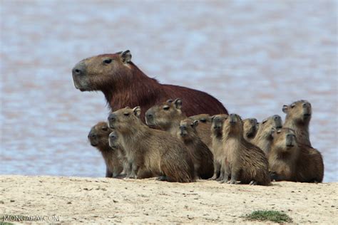 Capybara