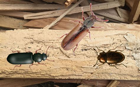 A WoodBoring Beetles Old House Borer and Powderpost Beetles Fact Sheet 689