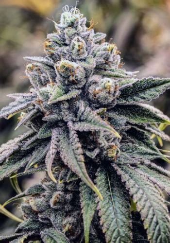 Blueberry Cookie Cannabis Seeds - Marijuana Grow Shop