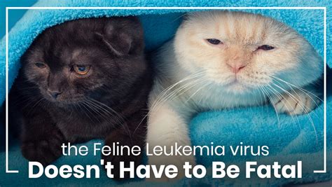 The Feline Leukemia Virus Doesn't Have to Be Fatal - Minnesota ...