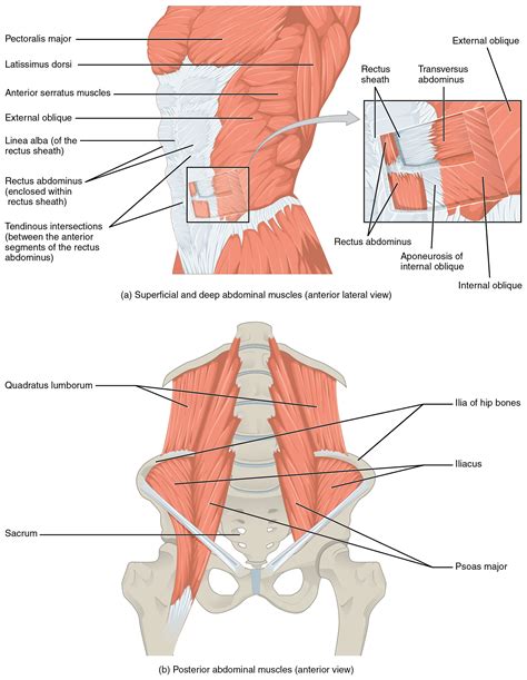 The top panel shows the lateral view of the superficial and deep ...