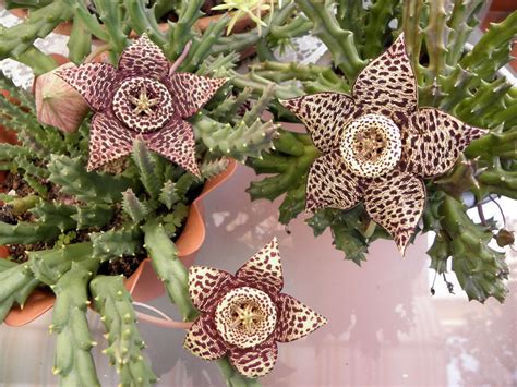 Orbea variegata (Starfish Plant) | World of Succulents | Carrion flower ...