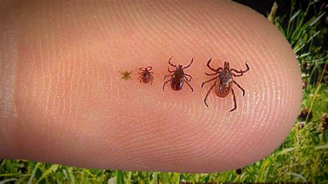 Get Rid Of Chiggers In Home And Lawn: Prevention And Bite Treatment