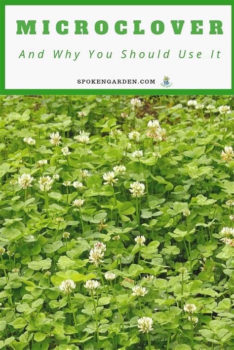 Microclover: What It Is and Why You Should Use It – DIY Garden Minute ...