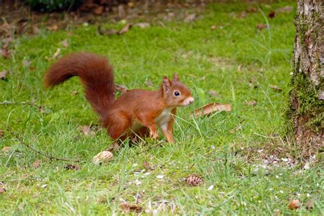 Red Squirrels - Sightings in Wharfedale - Ilkley & Otley