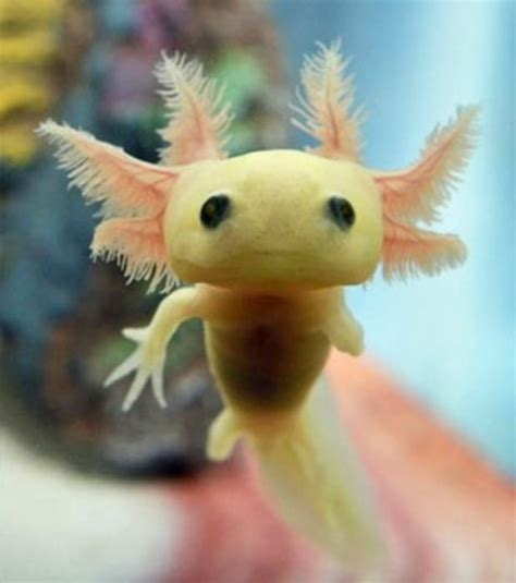 Résultat de recherche d'images pour "Axolotl" | Lindos filhotes, Belo ...