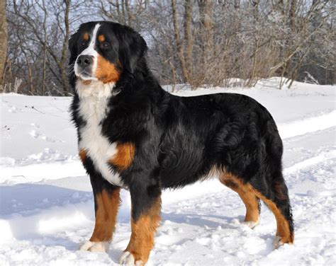 Appenzell Mountain Dog: Breed Information, Puppies & Breeders - Dogs ...