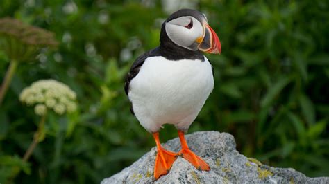 Atlantic Puffins