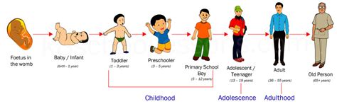 Human Life Cycle | Stages of Human Life Cycle | Science for Kids