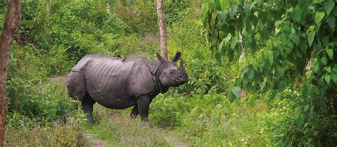 National Animal Of Nepal : Nepal animals - Nepal wildlife pictures ...