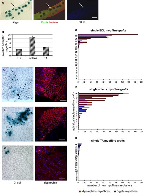 Stem Cell Function, Self-Renewal, and Behavioral Heterogeneity of Cells ...