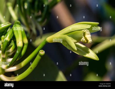 Flower of vanilla orchid Vanilla planifolia. Madagascar, Africa Stock ...