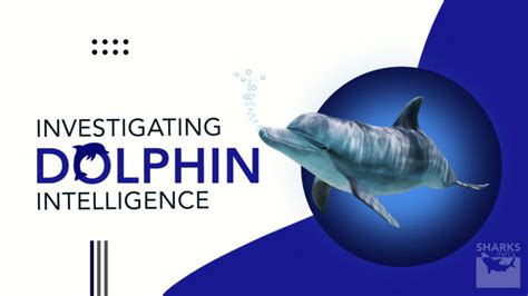 Investigating Dolphin Intelligence: How Smart Are They? – sharksinfo.com