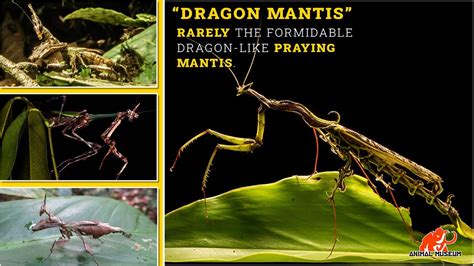 Dragon Mantis | Rarely the formidable dragon like praying mantis | No ...