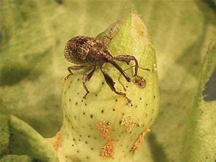 Boll Weevil Eradication - UT Crops