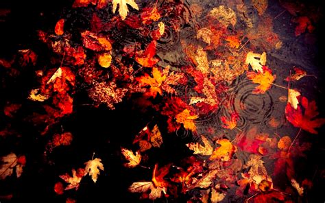 Autumn Leaves Picture, Natural Autumn Leaves Wallpaper, #4760