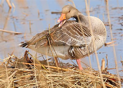 GREYLAG GOOSE NEST BUILDING | nick goodrum | Flickr