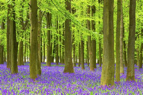 Bluebell And Beech Tree Forest Photograph by Chrishepburn - Pixels