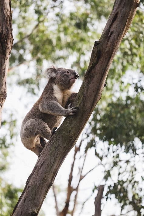 "Koala Climbs A Tree" by Stocksy Contributor "Mauro Grigollo" - Stocksy