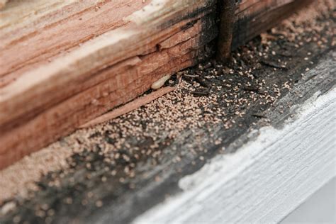 Frass: A Key Sign of Drywood Termite Infestations in Riverside, CA