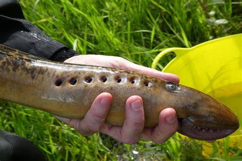 Filming a documentary on Sea Lampreys - ECOFACT