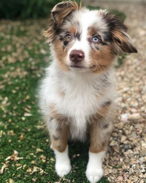 Mini Australian shepherds, also known as mini American shepherds, are ...