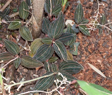 Ludisia discolor (Jewel orchid)