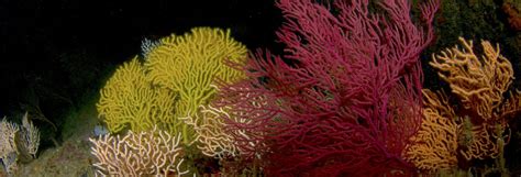 Exploring the unknown world of deep-water corals - CORDAP