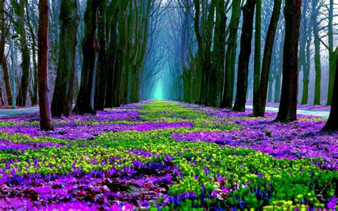 Forest Spring Wallpapers - Wallpaper Cave