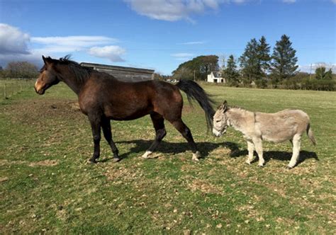 Best Friends - Inseparable Horse And Donkey Rehomed Together - SWNS