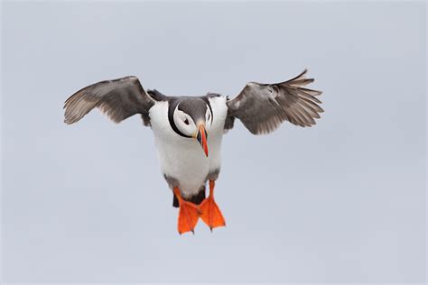 Atlantic Puffins Flying and Flapping « Arthur Morris/BIRDS AS ART