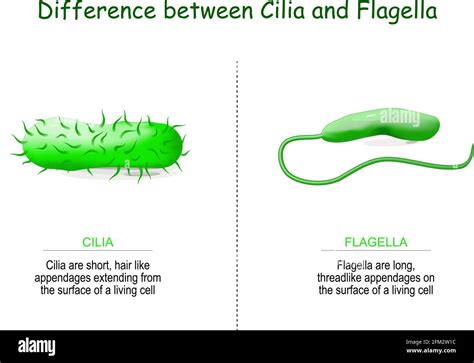 Difference Between Cilia And Flagella Biomadam - Riset