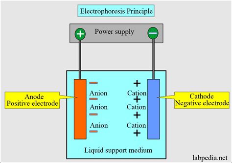 Hemoglobin:- Part 2 - Hemoglobin Electrophoresis, (Hb electrophoresis ...