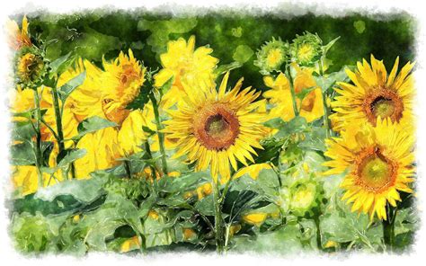 Sunflower Watercolor Painting at GetDrawings | Free download