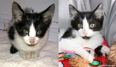 Stray Sick Kitten Gets Help. In Just 7 Days She Is Totally Transformed!