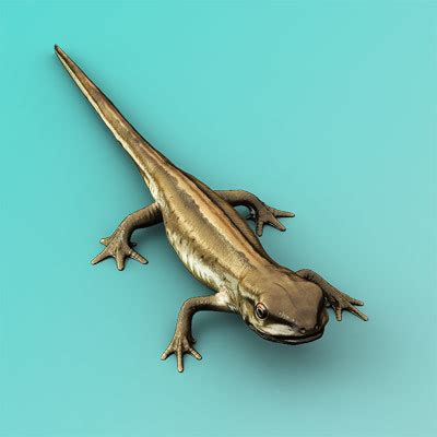 smooth newt lizards 3d model