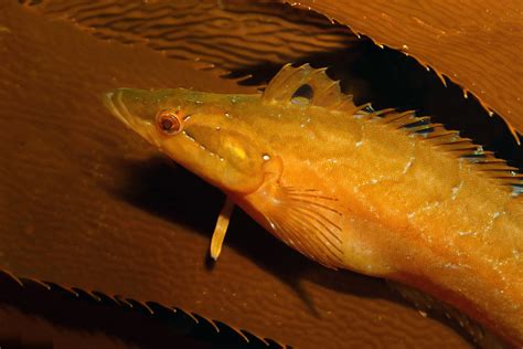 Giant kelpfish | Animals | Monterey Bay Aquarium