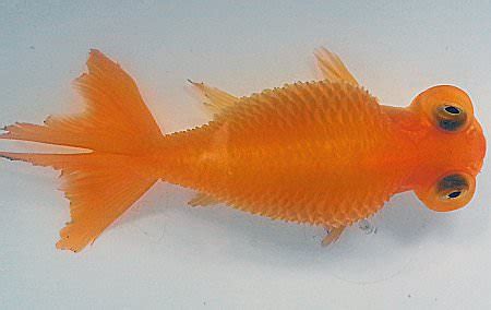 Goldfish Dropsy Disease Treatments