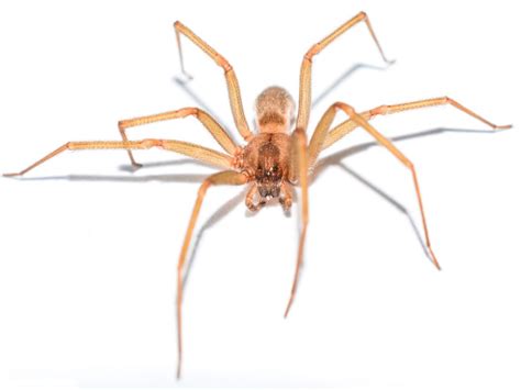 Active Pests In Southern Wisconsin: Brown Recluse Spiders - Bohmz Pest ...