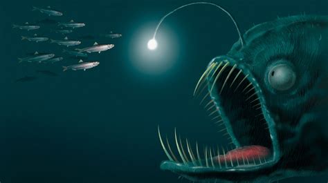 Deep Sea Creatures With Lights