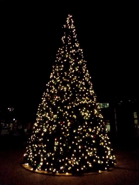 White Christmas Tree Lights at Night – Photos Public Domain