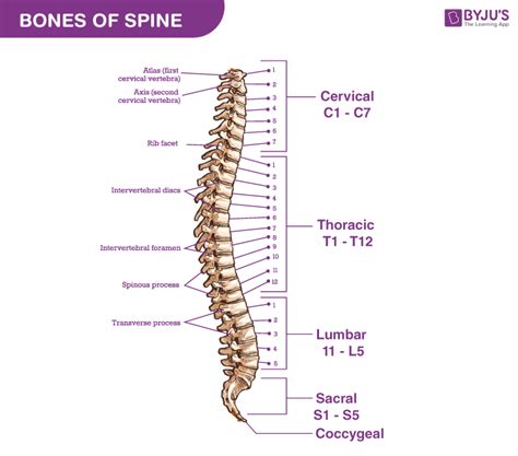 Bones of spine: Anatomy of Vertebral Column