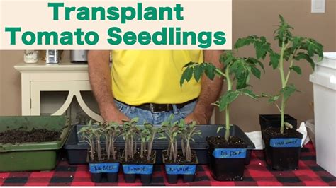 When to Transplant Tomato Seedlings - YouTube