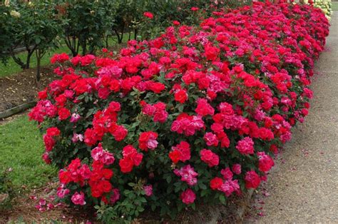 Double Knock-Out Roses | Double knockout roses, Knockout roses ...