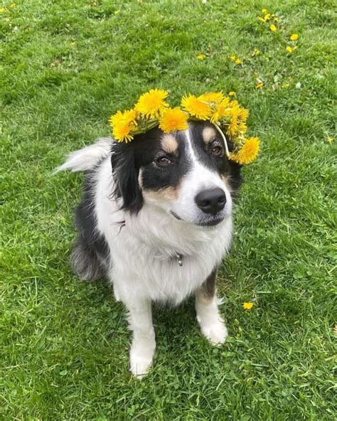 Great Pyrenees Australian Shepherd Mix: Info, Pictures, Facts, FAQs & More