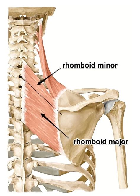 Rhomboid Major and Rhomboid Minor: Learn Your Muscles - Custom Pilates ...